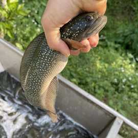 七星鱼#山斑鱼#雷龙鱼#花星鱼#黑鱼#红月鳢