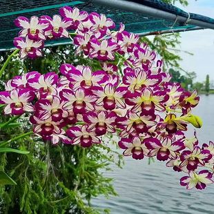 ����ʯ���m��1��̩������ԭ�����m������������ֱ�l�������l