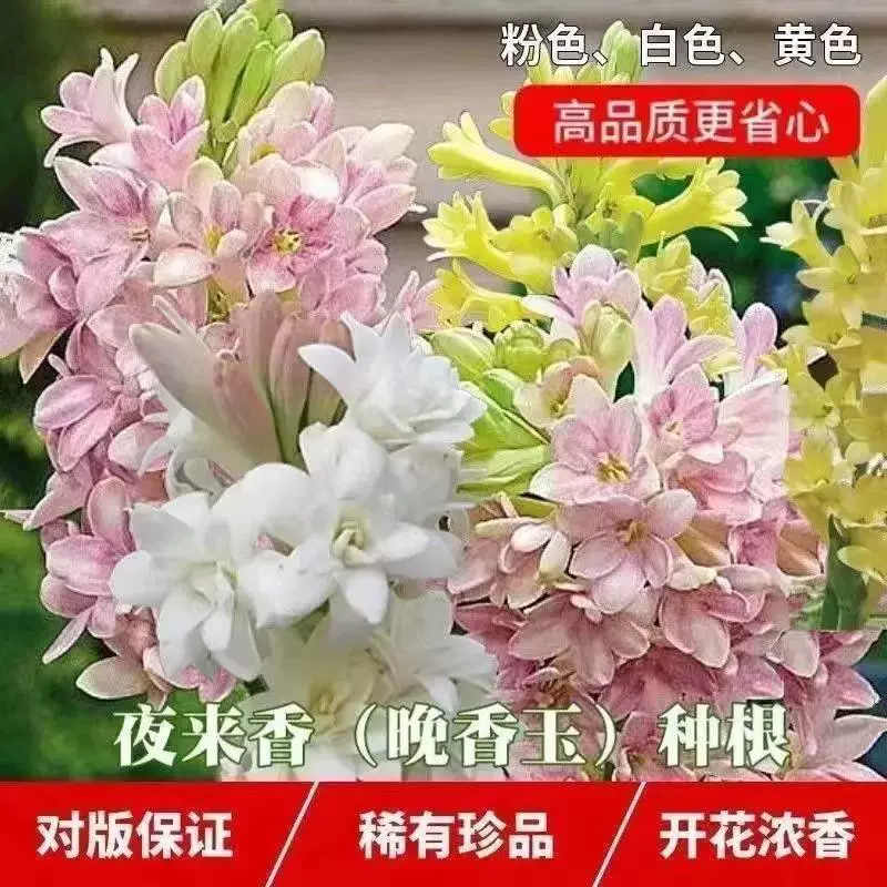 多色晚香玉种球四季开花浓香庭院露室外阳台多年生花卉植物盆栽苗