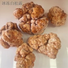 新鲜冰冻白松露菌云南高黎贡山特产菌菇1000g速冻冷冻松露批发