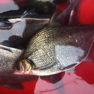 ʮ������ԭ���B���r����~Ұ�c�~��ˮ���~�F�������S 1��/�l