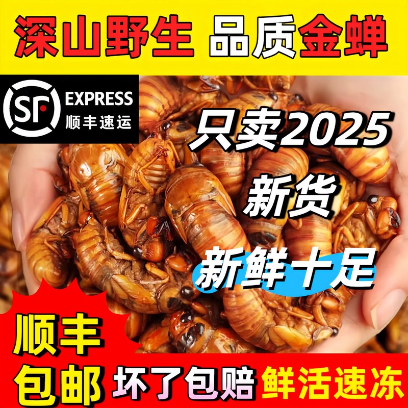 新鲜知了猴2025批发活体速冻金蝉知了鲜活蚕蝉蛹爬叉猴结了龟|undefined
