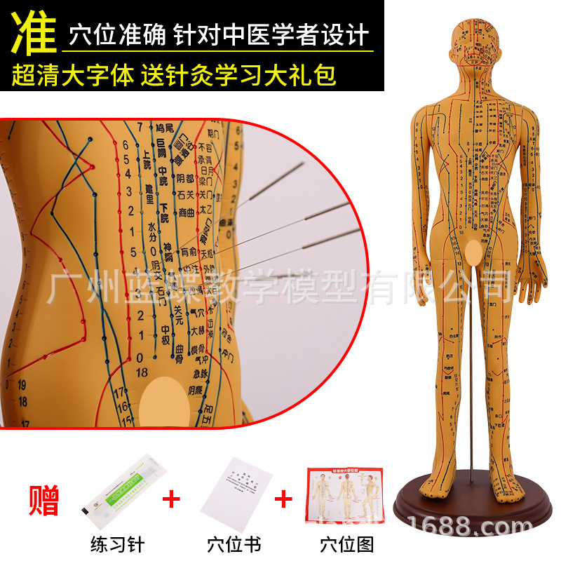 �������ģ���˾���Ѩλ��ҽȫ��ʮ��ͭ��ģ��ͼ��������ϰСƤ��