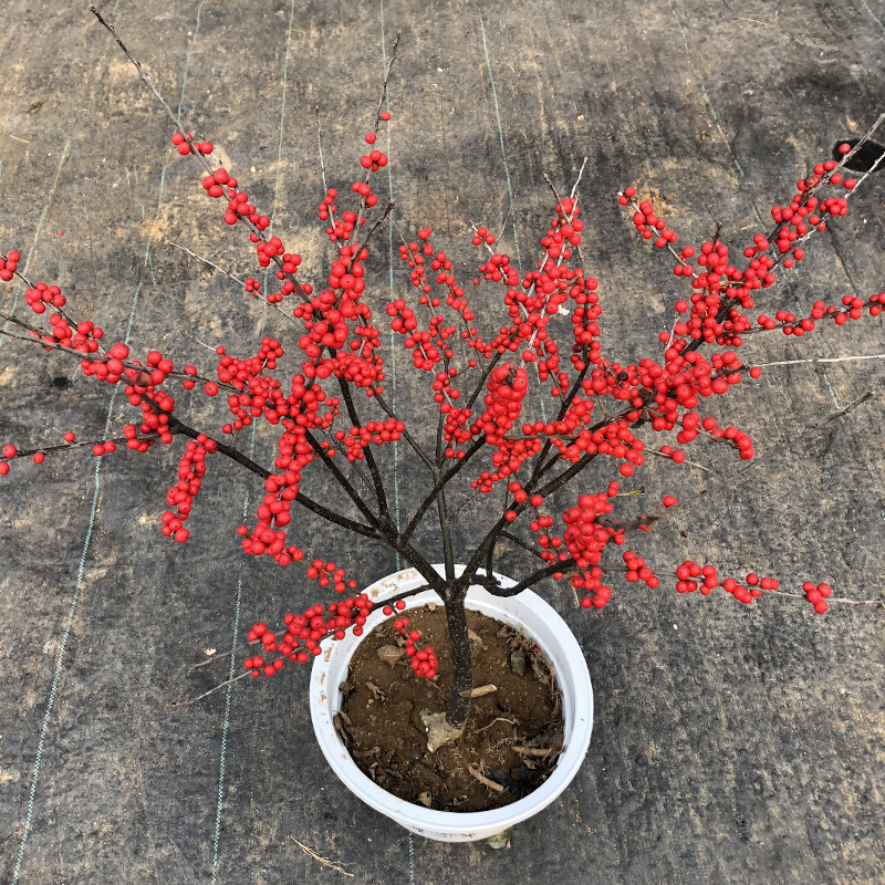 帮手主图-绿沐园艺进口鲜花北美冬青盆栽树苗抗寒抗冻可地栽阳台