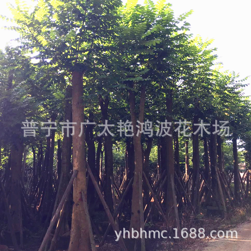 广东普宁艳鸿波苗木火焰木地苗移植火焰木袋苗火焰木移植基地树木