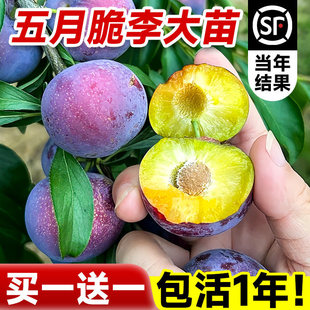 ���´����Ә���t����Ʒ�N�ش�޽ӷ������ϱ����Nֲ���䮔��Y��