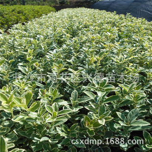 Wholesale of Golden Edge Boxwood, Golden Edge Boxwood Seedlings, Hunan Boxwood Ball Prices, Greening Seedlings