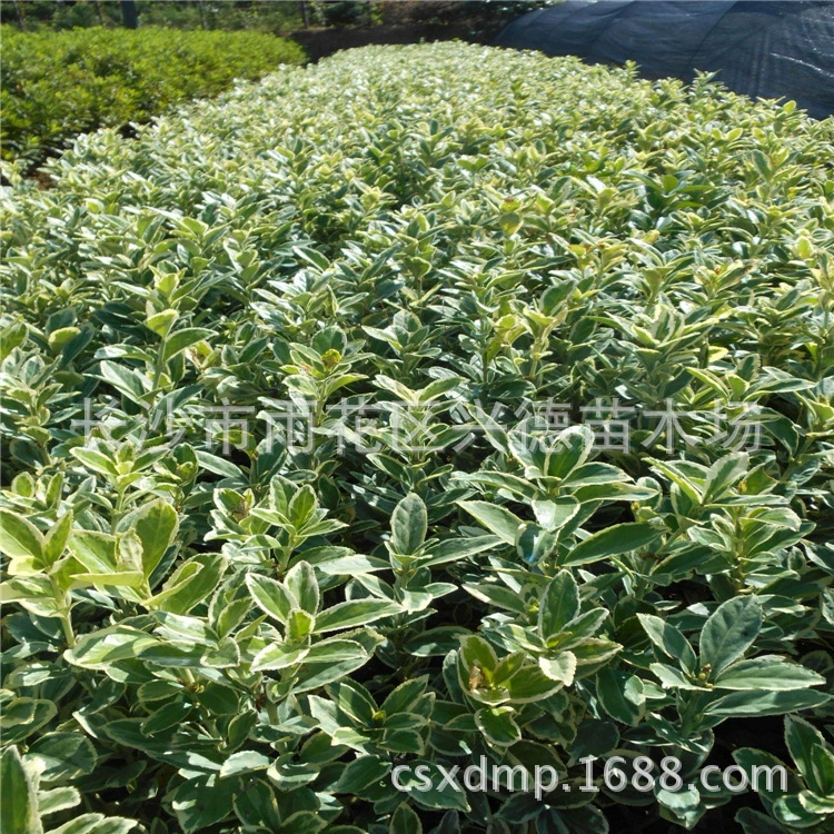 Оптовая продажа золотистого самшита, рассады золотистого самшита, шариков самшита из Хунани, рассады для зеленения