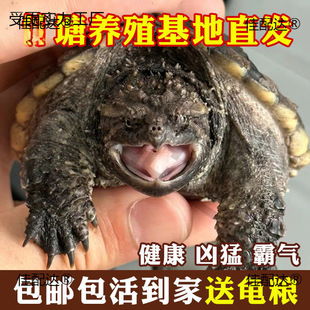 ����С�{�����������^�p���s��ʳ����ˮ����������С��÷����