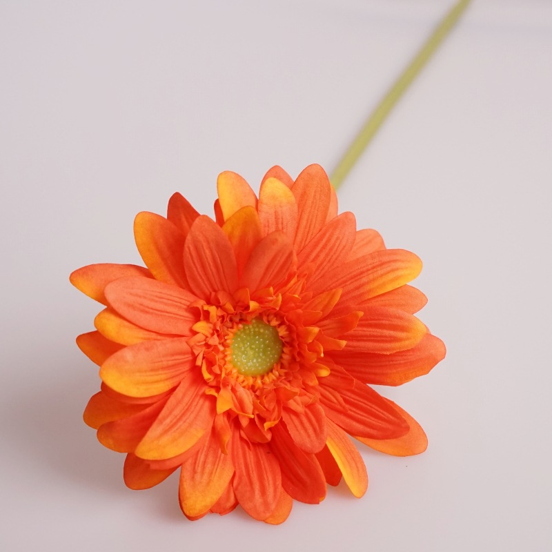 Feel moisturizing African chrysanthemum-Orange