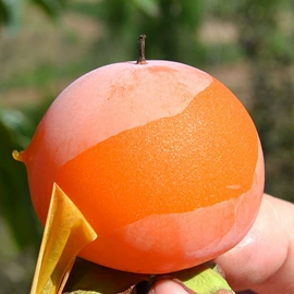 代用/养生茶;苹果;橙