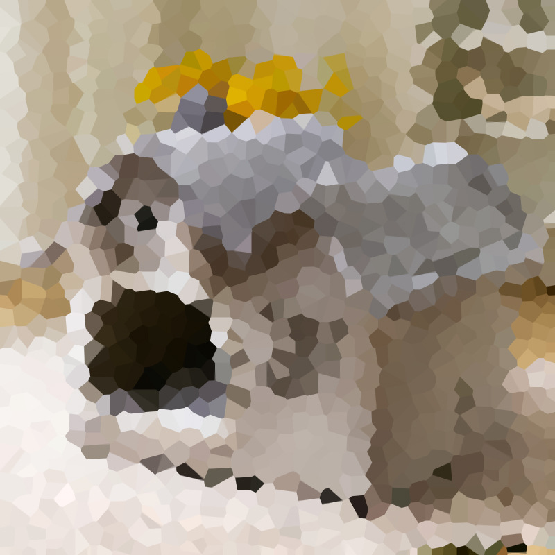 더블 탑 그레이 친칠라