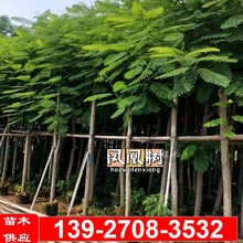 凤凰树袋苗移植苗凤凰木红花楹树苗8-10公分绿化行道树落叶乔木