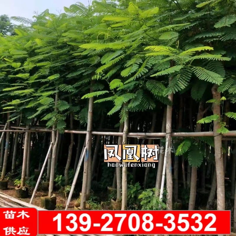 凤凰树袋苗移植苗凤凰木红花楹树苗8-10公分绿化行道树落叶乔木