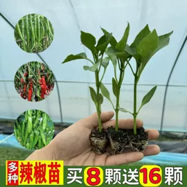 盆栽;园林果树;种子