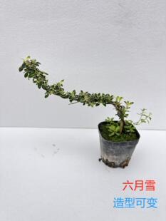 Small-Leaf Red Nan Gold-Edged June Snow Small Cliff Potted Indoor Balcony Desktop Flowering Green Plant Mesh Micro-Landscape