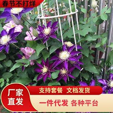 �������F��ɏ���������̨�����Gֲ���ܴ�ͥԺ�ٱ�������Ԯֲ��
