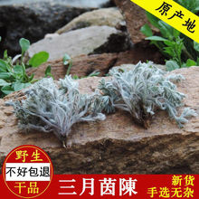 秦岭深山茵陈白蒿新鲜整棵绵茵陈草干货三月茵陈红枣茶