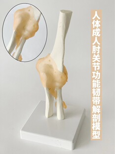 Human elbow joint model medical human skeleton skeleton model Medical Orthopedic skeleton teaching aids