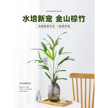 水培棕竹盆栽大细叶金山米竹带根水培植物室内水养观音竹花卉绿植
