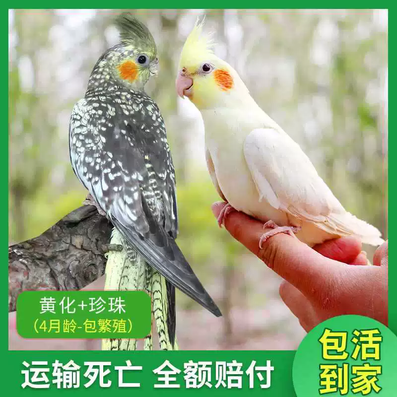 Попугай Xuanfeng для содержания и тренировок, обучение речи, домашний питомец, пара птиц может содержаться вместе