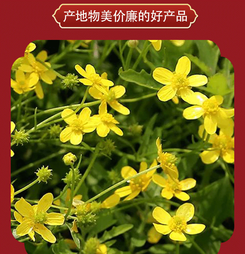 Mao Zhua Cao (Ranunculus ternatus) — Washed Dried Cat's Claw Herb for Tea & Soup key features