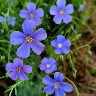 �{ɫ���黨���с������̨�ļ��׷N�׻�ͥԺ�M���҃����Ի��ܷN��