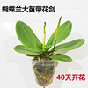 Bringing flowers Phalaenoprum flower seedlings with flower buds with flower sword orchid big seedlings living room indoor plant flowers