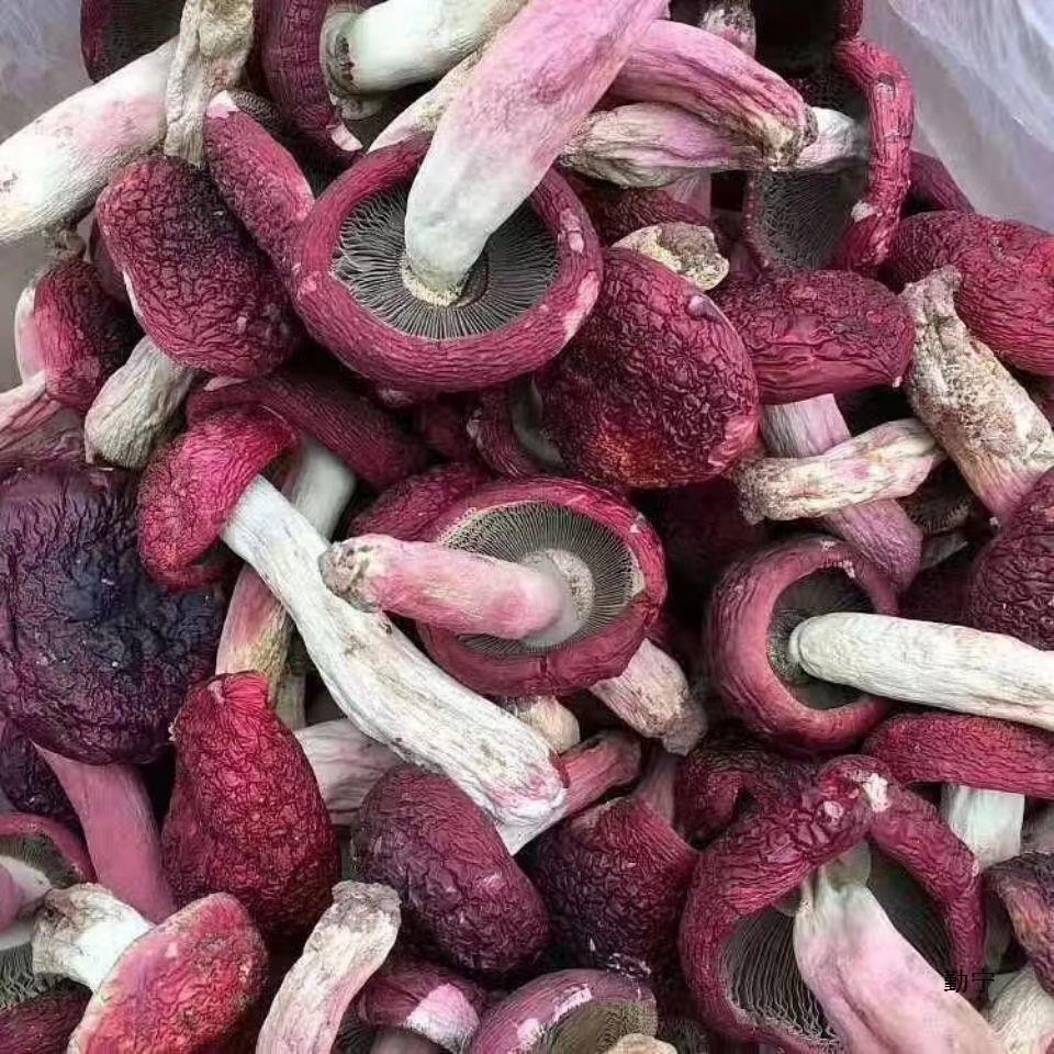 红菇 云南红菇 一件代发 量大从优