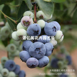 门梯蓝莓树果苗盆栽地栽晚熟高甜蓝莓树苗南北方种植大苗四季结果