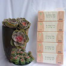 ��܎녳�ȡʽ����� 5��185�鼈 �����l����N�����ó鼈�����l