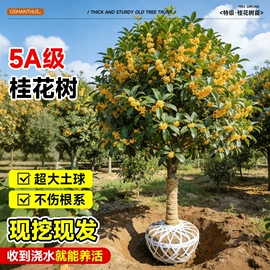 盆栽;其他园林资材;栽培基质