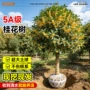 地栽室外庭院种植树苗