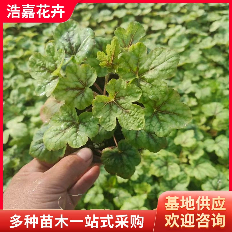 Различные правила для рассады корней алюминия, горшечных растений, морозостойких и морозостойких зимних цветочных рассад, лиственных растений, корней алюминия с яркими листьями.