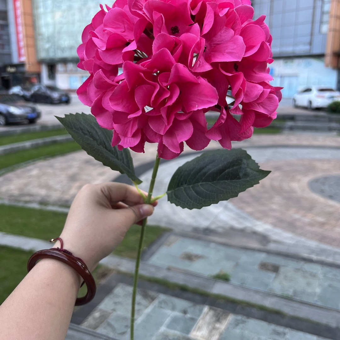 Una sola cabeza Hortensia coreana Rosa Rojo