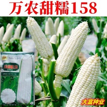 超甜白糯玉米种籽大全万农甜糯158玉米种子早熟高产春秋季田耐旱