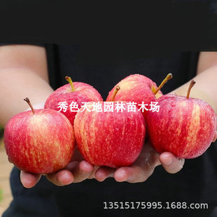 喬納金蘋果樹果苗南北方庭院地栽特大果樹盆栽嫁接矮化活當年結果