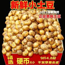 2025湖北恩施富硒小土豆9斤新鲜现挖黄心蔬菜迷你土豆当季马铃薯