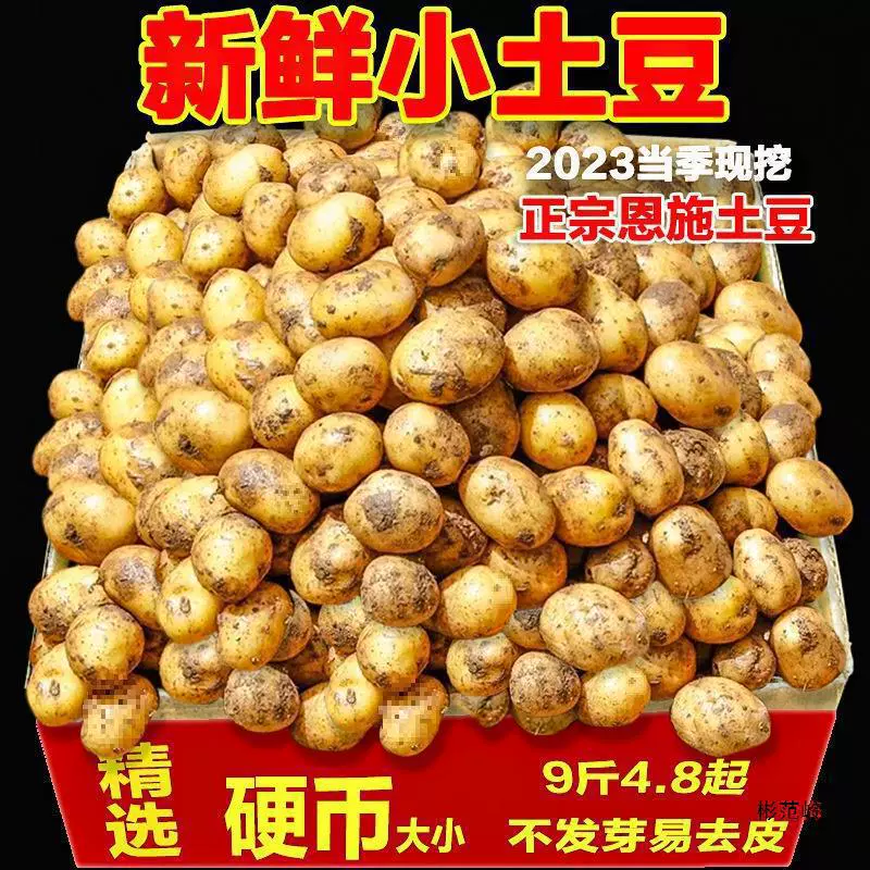 2025湖北恩施富硒小土豆9斤新鲜现挖黄心蔬菜迷你土豆当季马铃薯