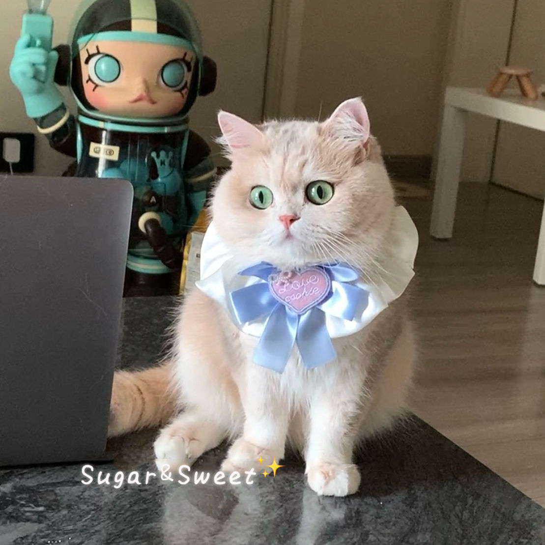 캔디 블루
