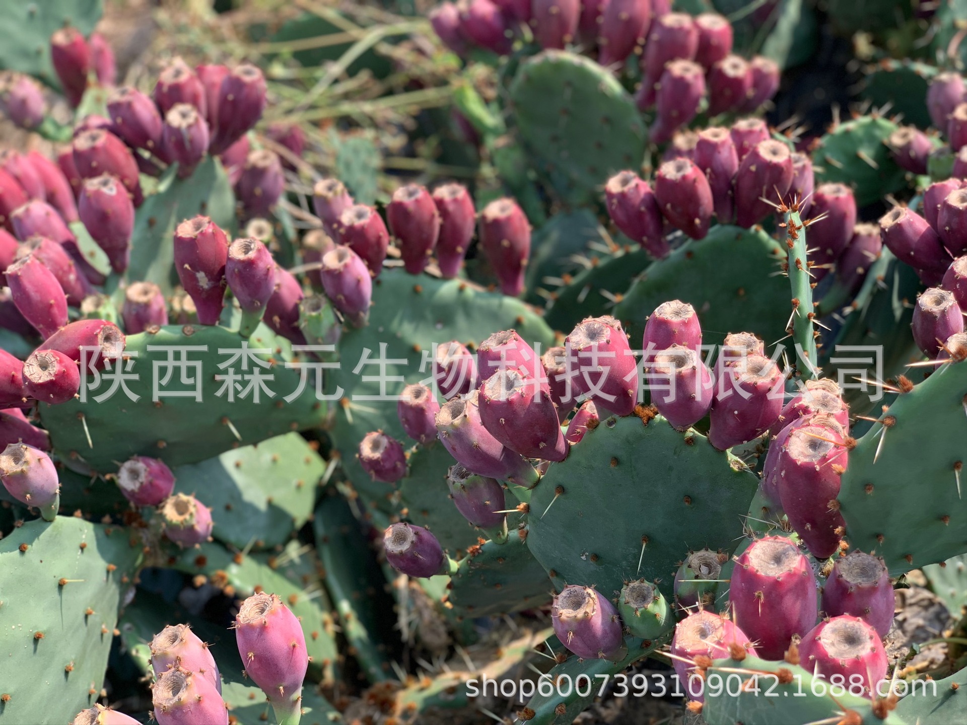 仙人掌果提取物 99%纯粉海南梨果仙人掌果粉 冻干果粉 代餐粉酵素-阿里巴巴