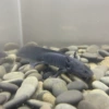 [8-10 cm] 1 black dragon, free fish treasure + tweezers + feed
