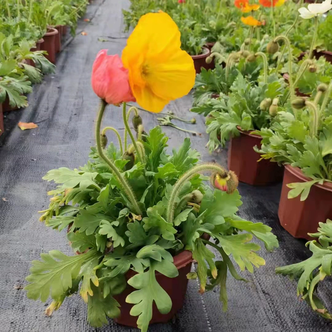 Цветок мака Горшечное растение Four Seasons Цветущий комнатный цветок на срезке в горшке открытый двор клумба цветок линзы посадка декоративный цветок