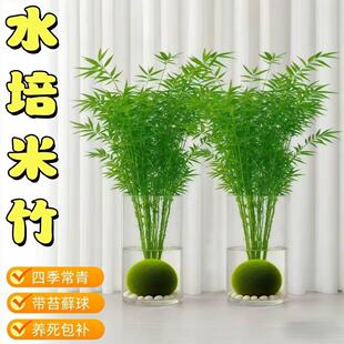 ˮ����������^���������Pβ��Gֲ���B�҃�������~���F����