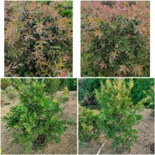 ���ع��� Ӳ֦�tǧ�� �����tǧ�� ������ �G����·�������^