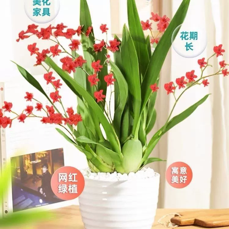 Онцидий [Тайские духи Красный цветок] Орхидея мечты Танцующая орхидея легко выращивается для новичков. Орхидеи в горшках зимой имеют бутоны.