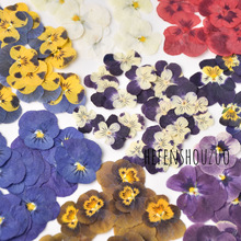 三色堇压花 香堇干花植物标本家居diy花束滴胶手机壳 ins滴胶杯垫