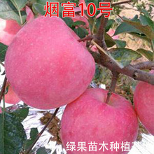 红富士苹果树苗 烟富10号苹果苗 烟富10苹果树苗 南北方种植果树
