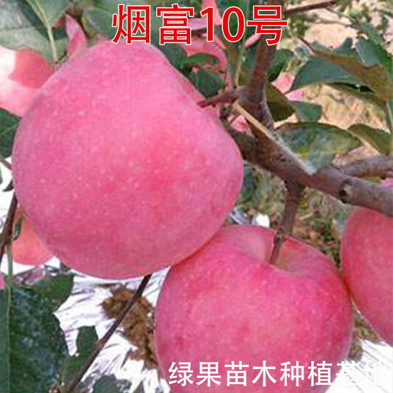 红富士苹果树苗 烟富10号苹果苗 烟富10苹果树苗 南北方种植果树