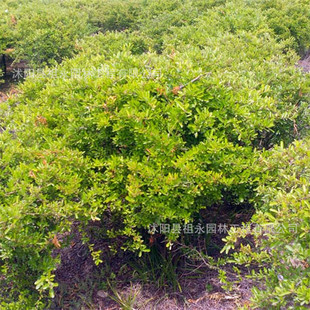 �������Թ�����ͥԺ�e��С�^���G�ļ��Nֲ���޼��G����������